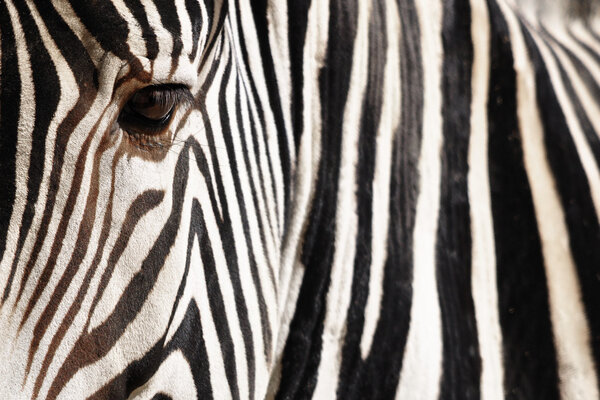 Zebra - Detail of a Zebra