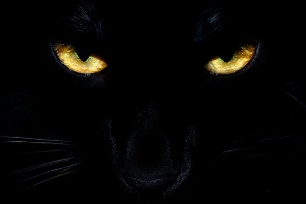 Occhi di gatto nero Foto Stock Royalty Free