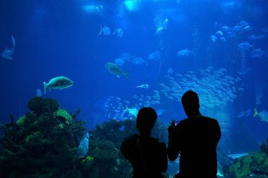 Couple in a Big Aquarium clipart