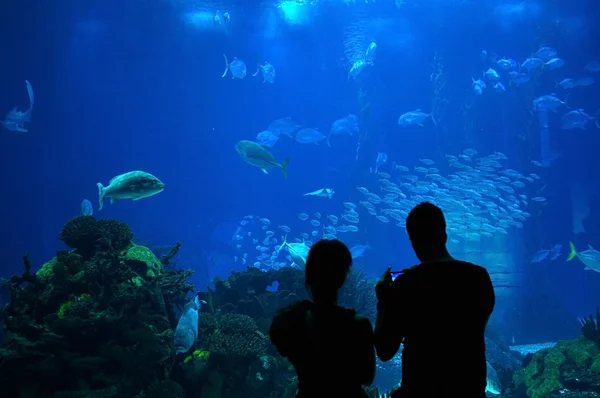 stock image Couple in a Big Aquarium