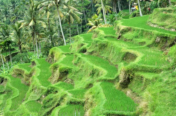 stock image Rice Terrace