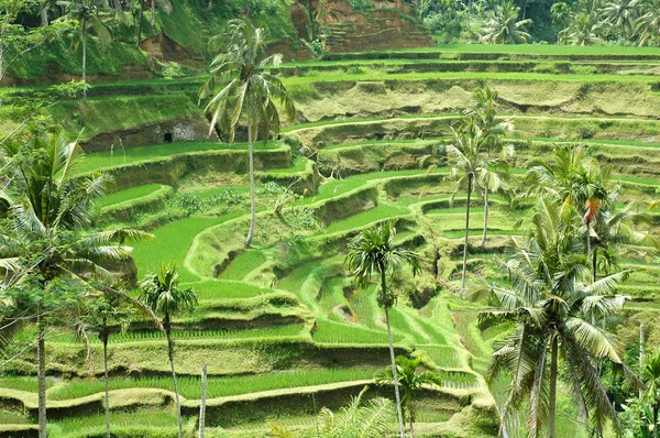 Stock image Rice Terrace