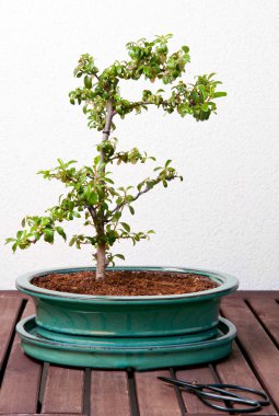 Ligustrum Bonsai