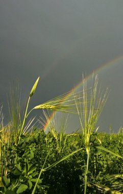 Field grass rainbow summer storm sky clipart