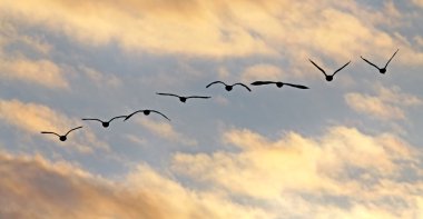 Kanada kazlar günbatımı siluetleri fly