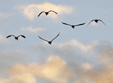 Canada geese fly clipart