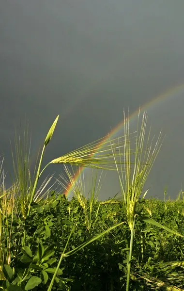 Pole trávy rainbow letní bouře obloha — Stock fotografie