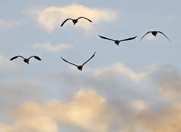 加拿大鹅飞 — 图库照片