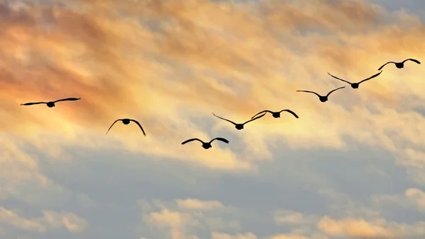 Oies canada volantes silhouettes coucher de soleil — Photo