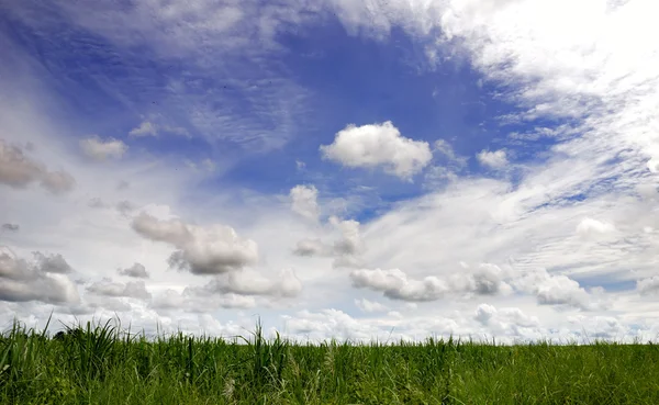 stock image Field and sky