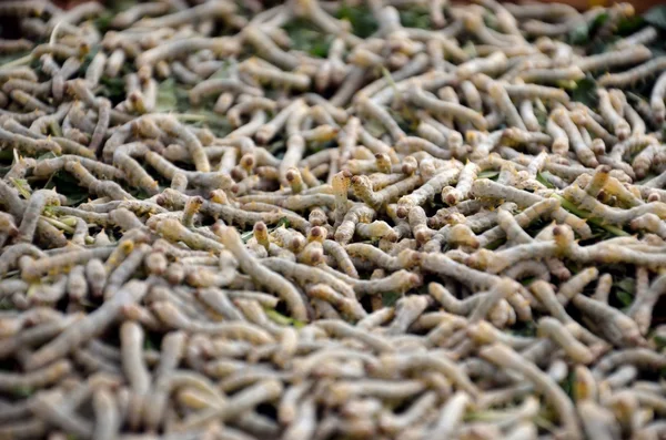 stock image Silkworms