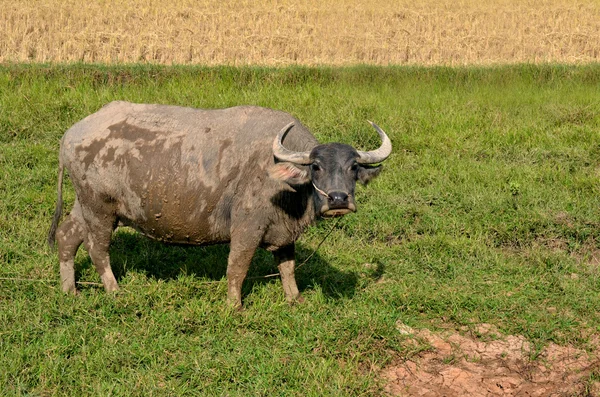 Büffel — Stockfoto