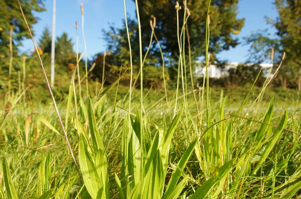 Green meadow at dawn - Grüne Wiese im Morgengrauen — Stock Fotó