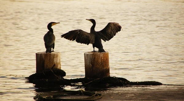 Kormorany - kormorane — Zdjęcie stockowe