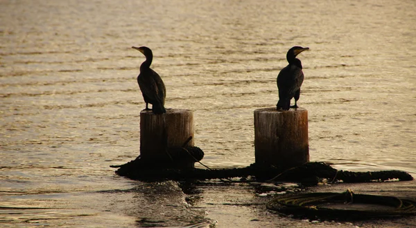 Kormorany - kormorane — Zdjęcie stockowe