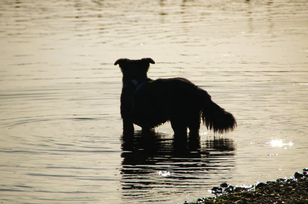 Waterdogból - wasserhund — Stock Fotó