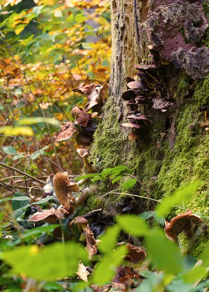 stock image The fungal colony - Die Pilzkolonie