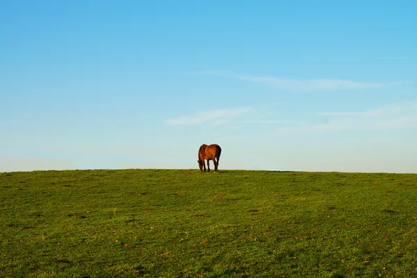 孤独な馬 — ストック写真