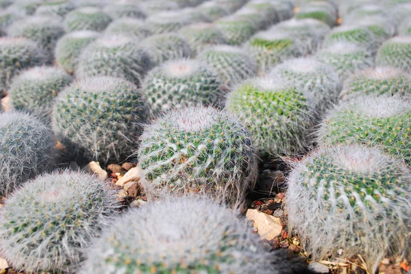 kaktüs bitkileri kum satırı