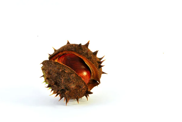 stock image Conker