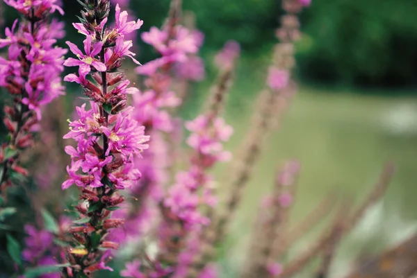 Flores silvestres - vida floja púrpura Fotos de stock libres de derechos