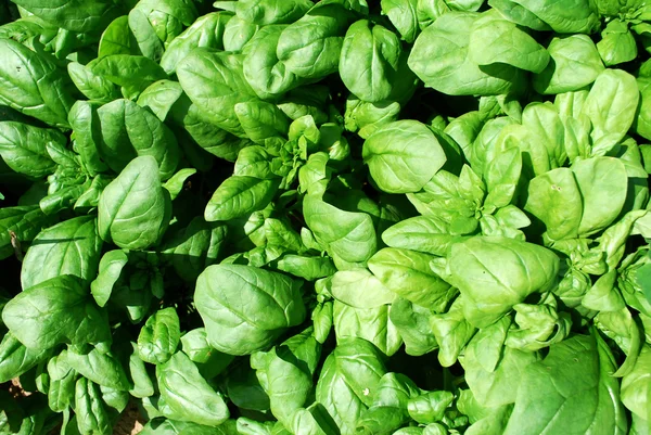 Fresh spinach in a field Royalty Free Stock Images