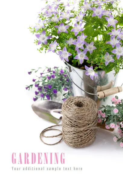 Equipamento de jardim com flores violetas e folhas verdes — Fotografia de Stock