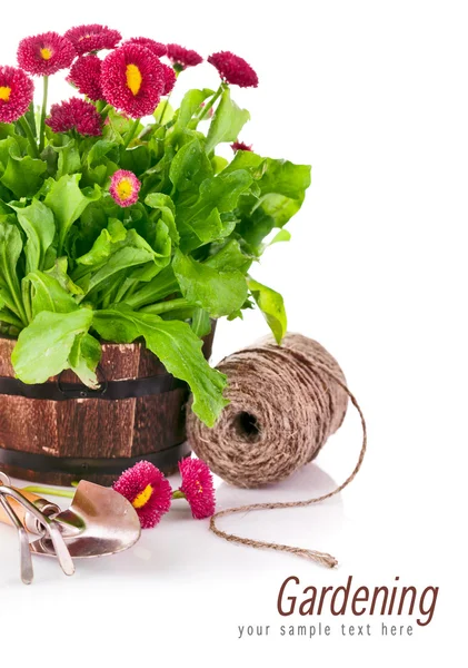 Jarní květiny zahradní nástroje — Stock fotografie