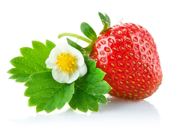 草莓莓果绿色叶与花 — 图库照片