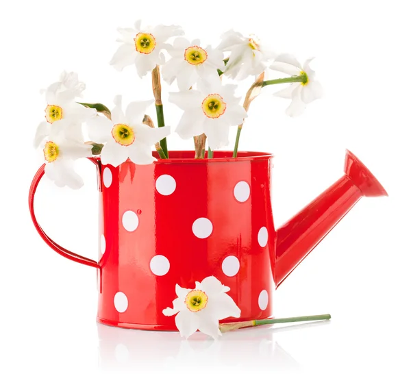 White spring flowers in red vase — Stock Photo, Image