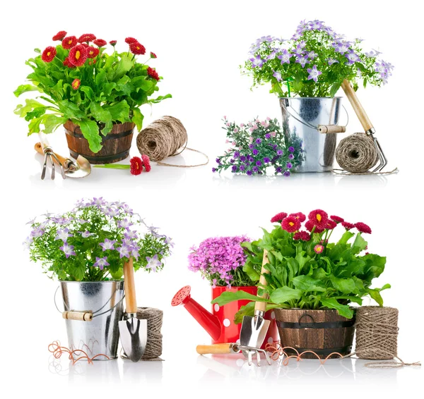 Conjunto de flores no jardim com ferramentas — Fotografia de Stock