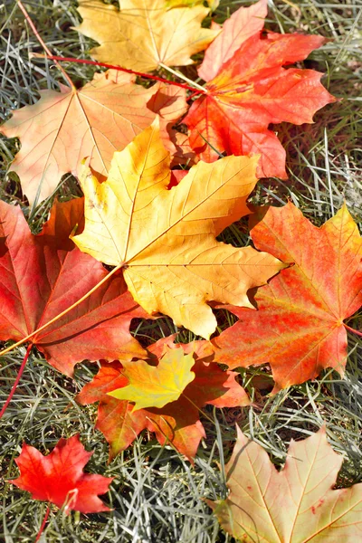 Το φθινόπωρο τα φύλλα τα ξερά χόρτα — Φωτογραφία Αρχείου