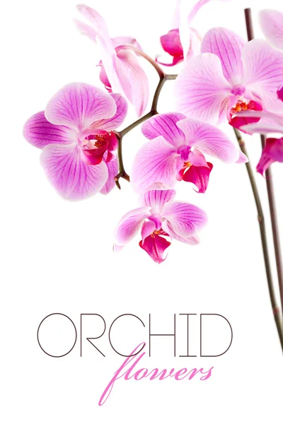Orchidea virágok ágon — Stock Fotó