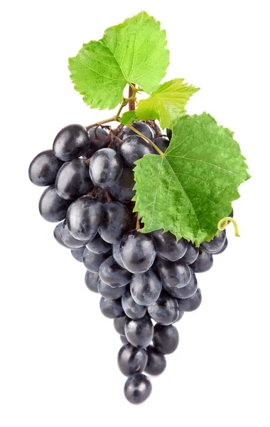 Синій свіжий виноград з зеленим листям — стокове фото