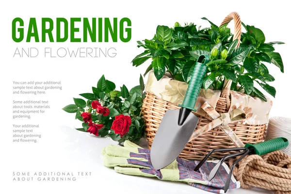 꽃과 녹색 식물으로 정원 가꾸는 장비 — 스톡 사진