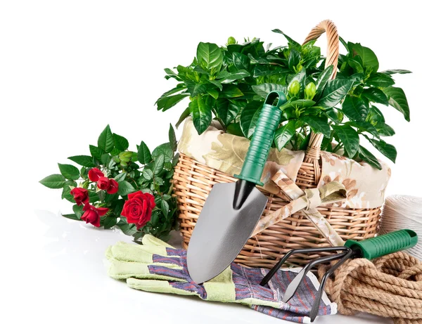 Садовое оборудование с цветами и зелеными растениями — стоковое фото