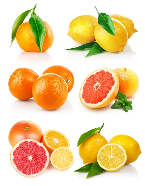 Ställa in färska citrusfrukter med snittet — Stockfoto