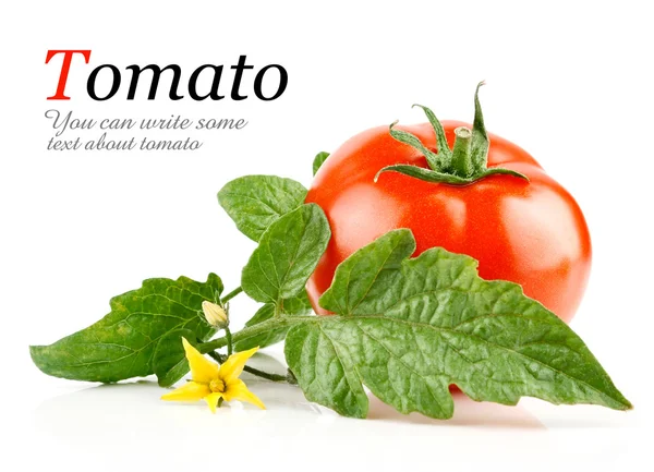 新鲜西红柿蔬菜 — 图库照片