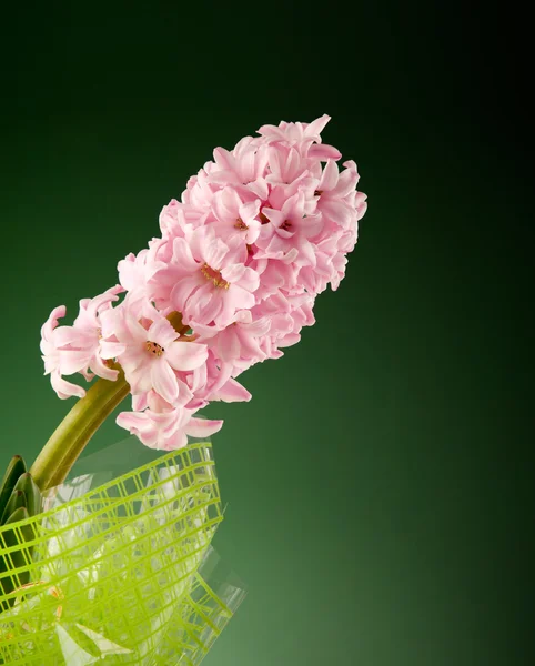Pink flower hyacinth in wrapping — Stock Photo, Image