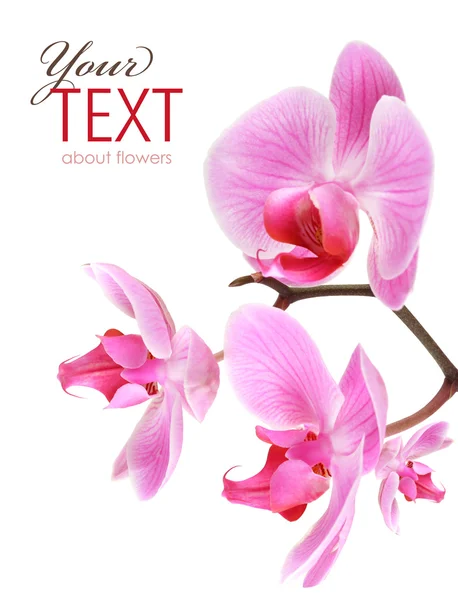 Orchid flowers on branch — Stock Photo, Image