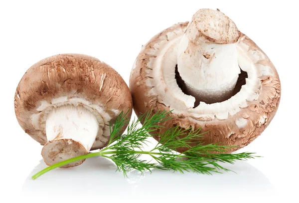 新鲜蘑菇双孢菇用树枝莳萝 — 图库照片