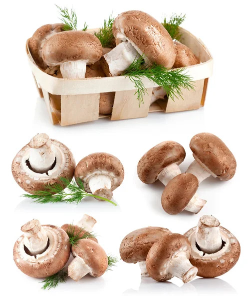 Nastavit houby žampióny s větvičky kopru — Stock fotografie
