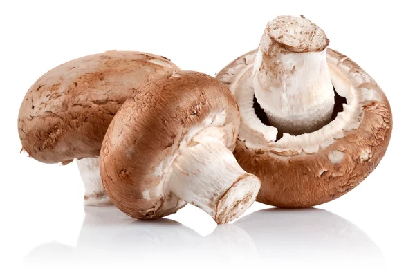 Champignon di funghi freschi — Foto Stock