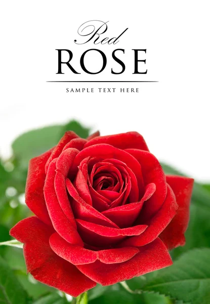 Rosa roja con hoja verde — Foto de Stock