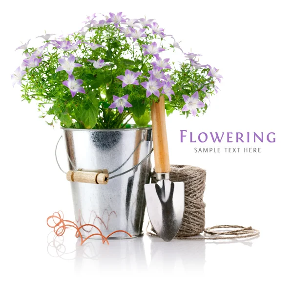 Blommor i hink med trädgårdsredskap — Stockfoto