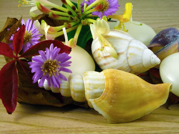 Table top shot of flowers and shells — Stock Photo, Image