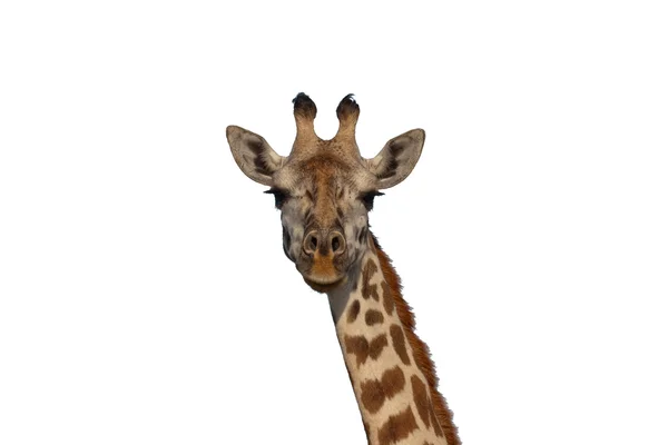 Närbild porträtt i ansiktet av en giraff mot vit bakgrund — Stockfoto