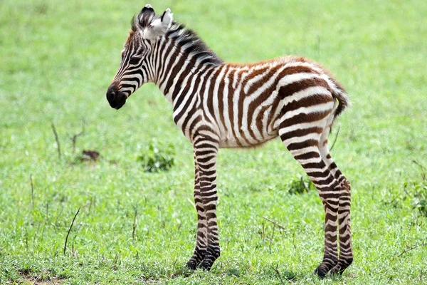 stock image Baby Zebra against green grass background