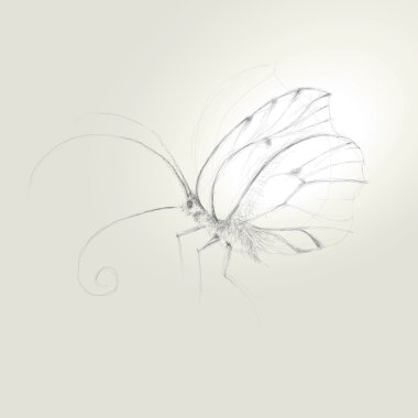 Butterfly clipart