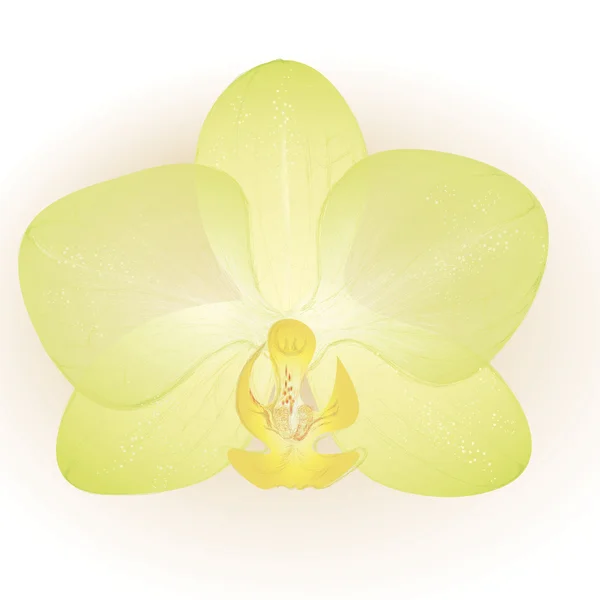 Flor de orquídea — Vector de stock